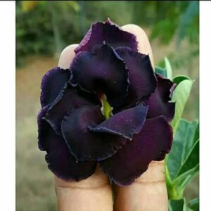 Adenum plant Black