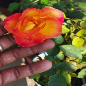 Alinka-Rose-Plant1