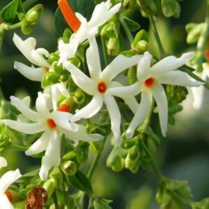 Night Flower Jasmine Plant Shiuli