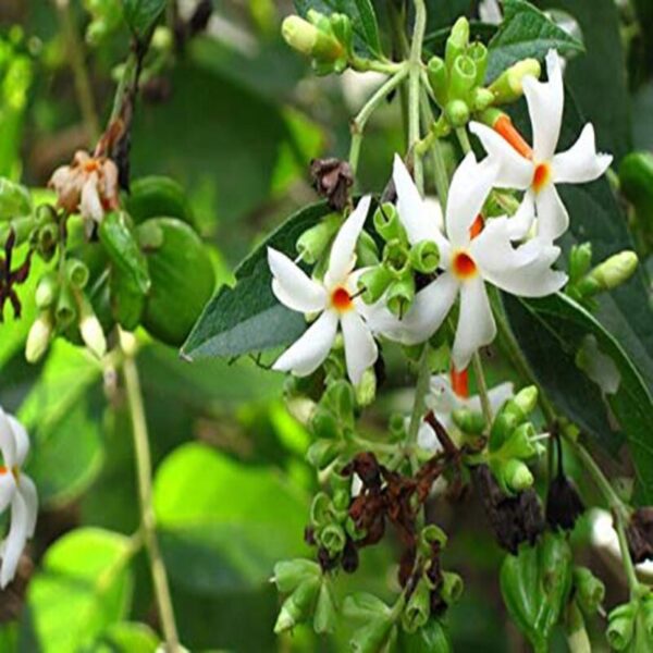 All-Time-Night-Jasmine-Plant-Shiuli 2