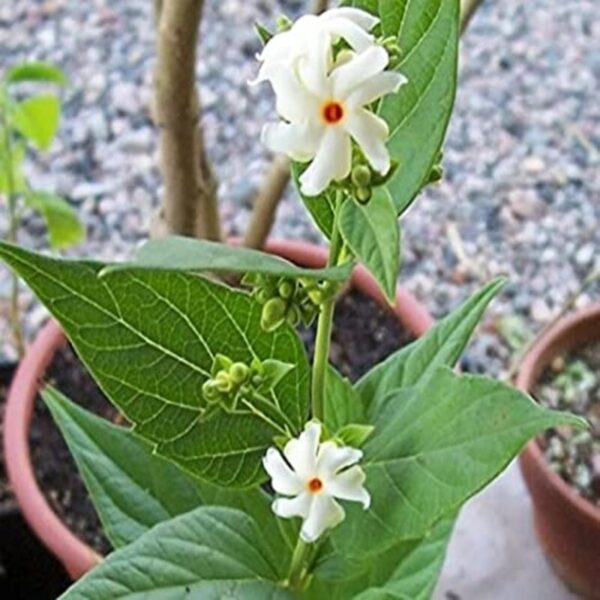 All-Time-Night-Jasmine-Plant-Shiuli 3