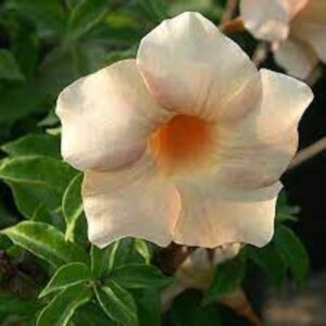 Allamanda Flower Plant Light Pink