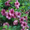 Allamanda flower-Plant-Purple