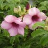 buy Allamanda-flower-Plant-Purple2