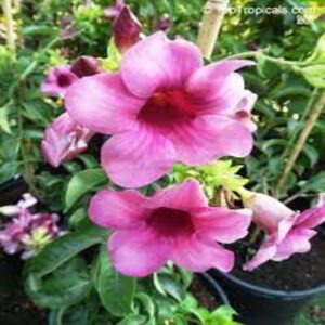 Allamanda-flower-Plant-Purple 3