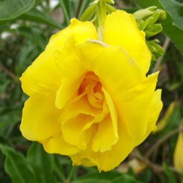 Allamanda-flower-Plant-Yellow 2