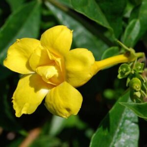 Allamanda Flowering Plant (Yellow)