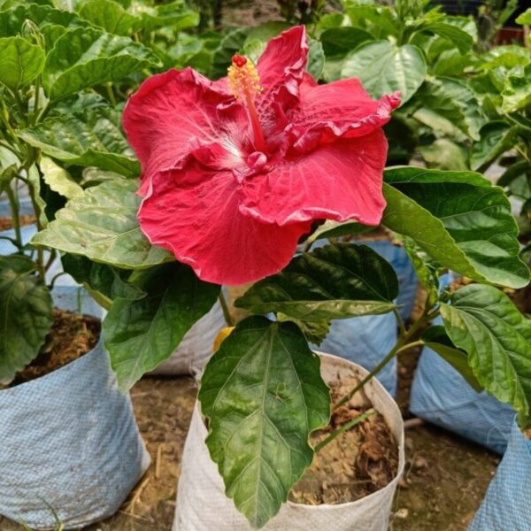 American-Hibiscus-Plant-King-Size2