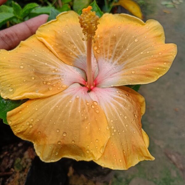 American-Hibiscus-Plant-Light-Yellow-2