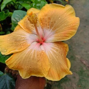 American Hibiscus Plant (Light Yellow)