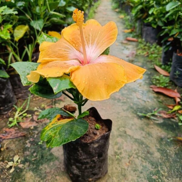 American-Hibiscus-Plant-Light-Yellow 3