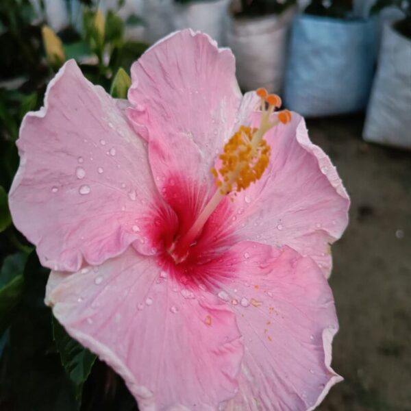 American-Hibiscus-Plant-Pink-And-Red-Shaded