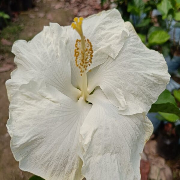 Australian Hibiscus Flowers Plant White