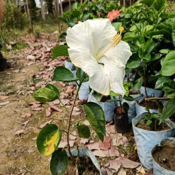 American-Hibiscus-Plant-White2