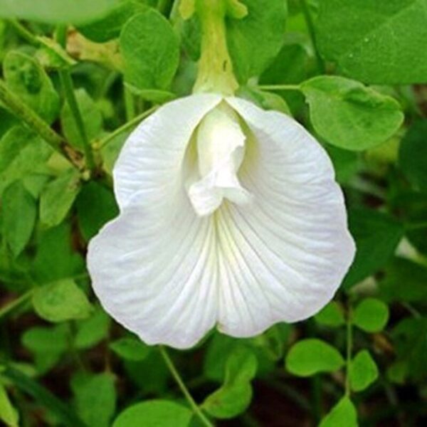 Aparajita-White-flower-Plant