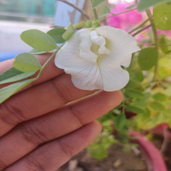 Aparajita-White-flower-Plant 3