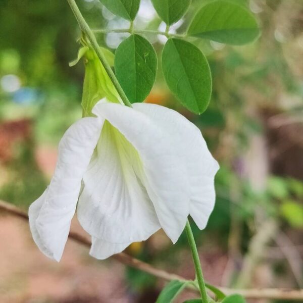 Aparajita-White-flower-Plant 2