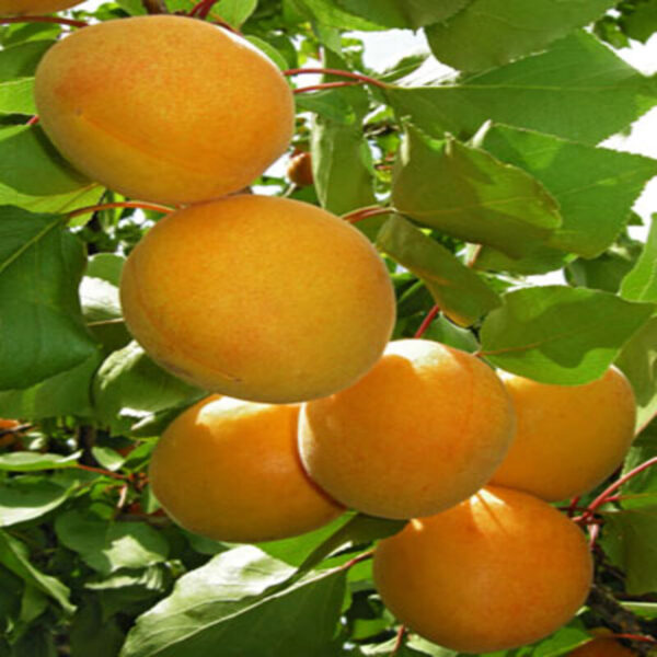 Apricot-Plant