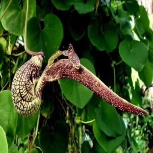 Aristolochia Littoralis Flowering Plant