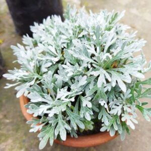 Artemisia Stelleriana, Silver Brocade Plant