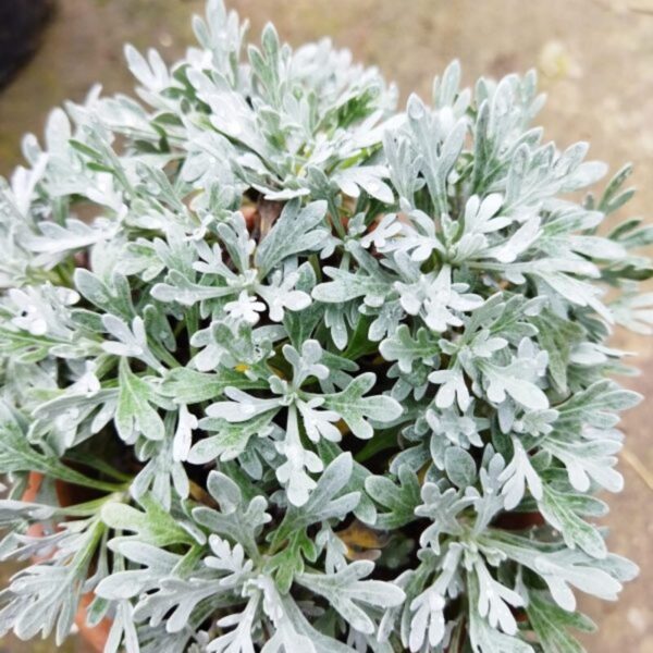 Artemisia-Stelleriana-Silver-Brocade-Plant 3