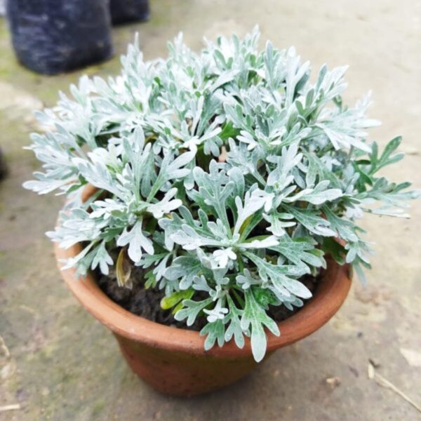 Artemisia-Stelleriana-Silver-Brocade-Plant 2