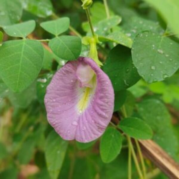 Asian Pigeonwings Plant Aparajita Pink