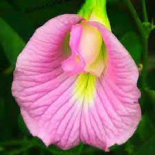 Asian-Pigeon-wings flowers-Plant-Aparajita-Pink 2