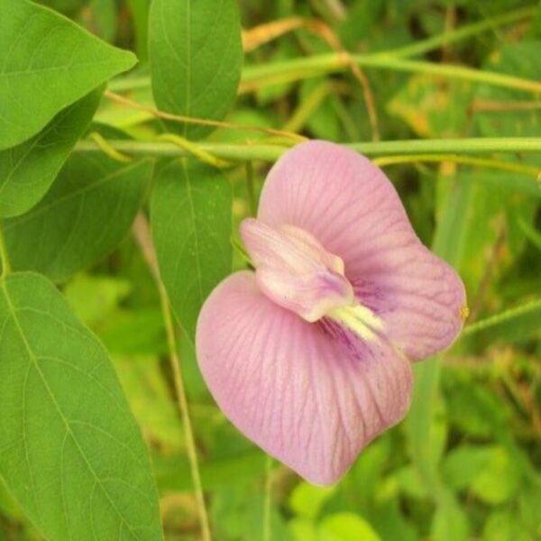 Asian-Pigeon-wings flowers-Plant-Aparajita-Pink 3