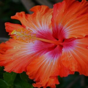 Australian Hibiscus Plant Orange