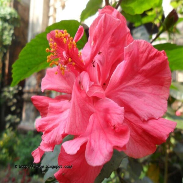 Australian-Hibiscus-Plant-Pink-Thoka