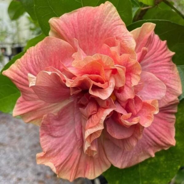 Australian-Hibiscus-Plant-Pink-Thoka 3