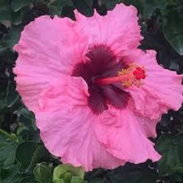 Australian-Hibiscus-Plant-Pink-Thoka2