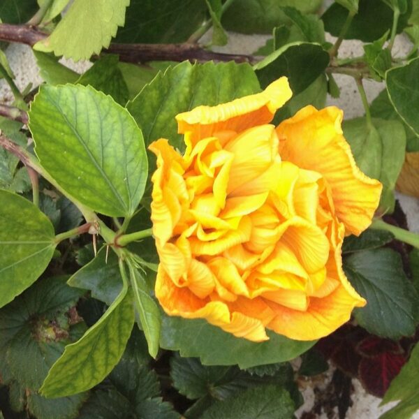 Australian-Hibiscus-Plant-Yellow-Thoka