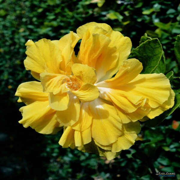 Australian-Hibiscus-Plant-Yellow-Thoka 3