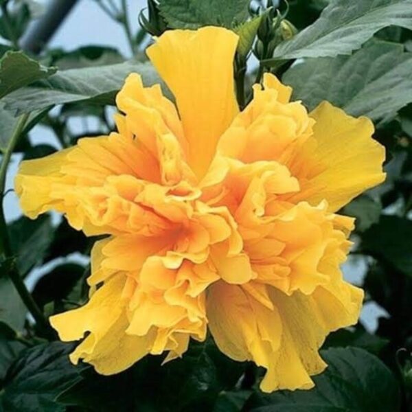 Australian-Hibiscus-Plant-Yellow-Thoka