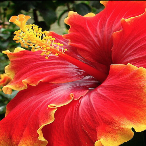 Australian-Hibiscus-Plant-Yellow-and-Red-shaded