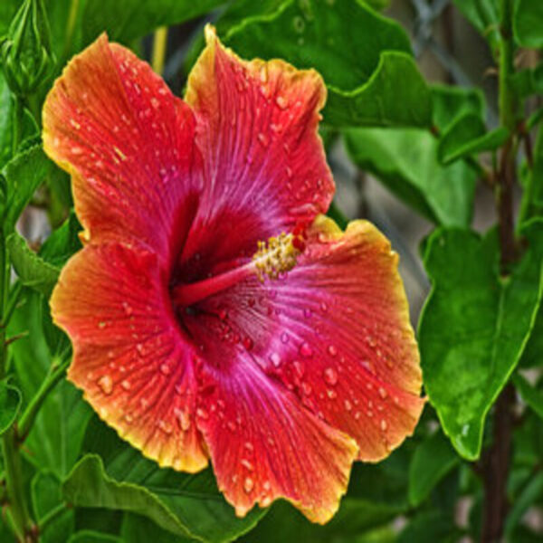 Australian-Hibiscus-Plant-Yellow-and-Red-shaded 3