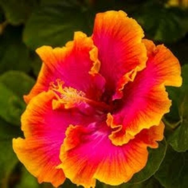 Australian-Hibiscus-Plant-Yellow-and-Red-shaded 2