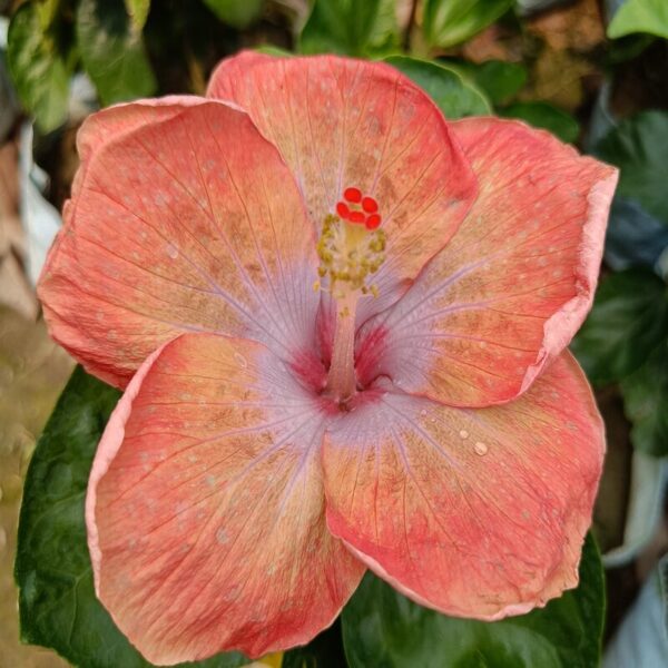 Australian Hibiscus Flowers Plants (Light Orange)