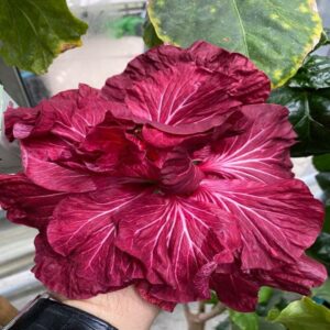 Austrian Hibiscus Plant Black Dragon