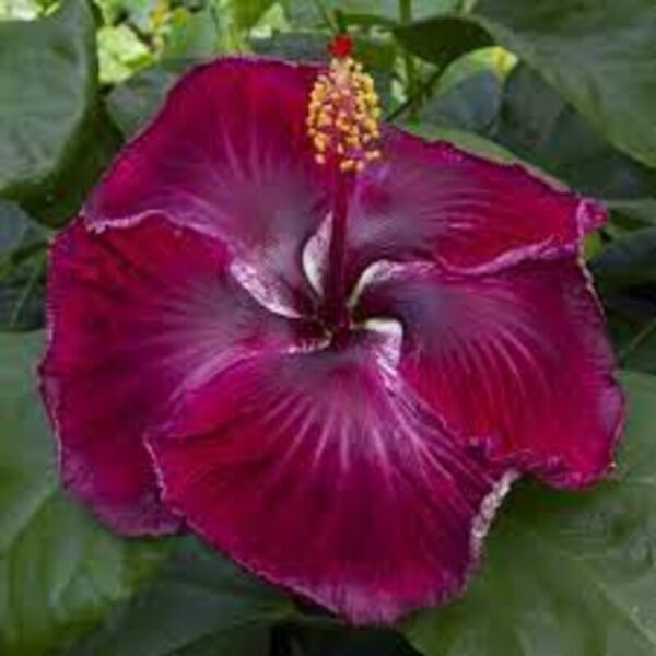 Austrian-Hibiscus-Plant-Black-Dragon 2