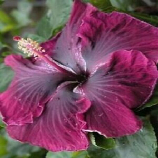 Austrian-Hibiscus-Plant-Black-Dragon 3