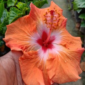 Austrian-Hibiscus-Plant-Orange