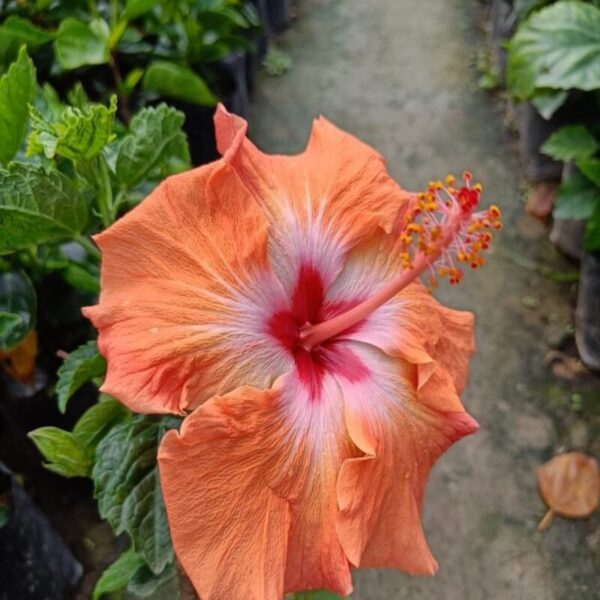 Austrian-Hibiscus-Plant-Orange 2