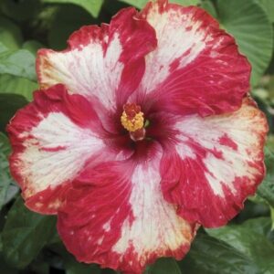 Austrian Hibiscus Plant Purple Magic