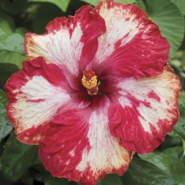 Austrian Hibiscus Plant Purple Magic