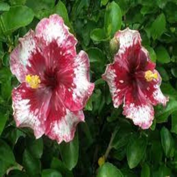 Austrian-Hibiscus-Plant-Purple-Magic 3