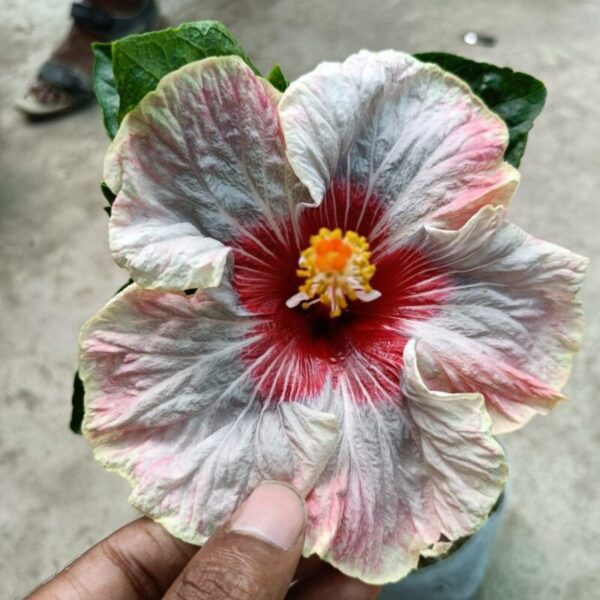 Austrian-Hibiscus-Plant-White-Red-Shaded 2