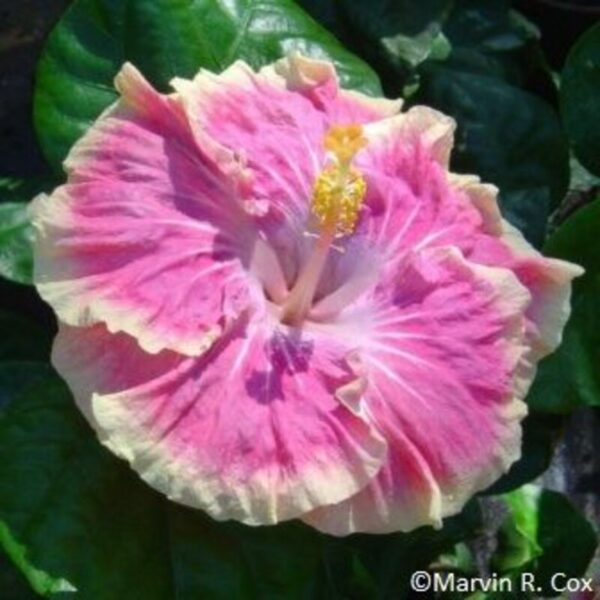 Austrian-Hibiscus-Plant-White-and-Pink-Shaded